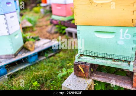 Ferme jardin fermé de boîtes vertes colorées de ruches d'abeilles avec de nombreux insectes volant sur la maison de bois beeepeeping hobhobby en Virginie, Etats-Unis Banque D'Images