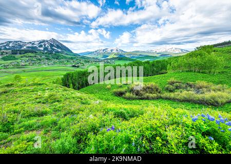 Vue panoramique sur le Mont Crested Butte, station de ski du Colorado en été avec une herbe verte luxuriante par de nombreuses fleurs lupin bleu violet, forêt de tremble Banque D'Images