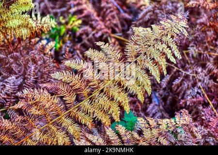 Une fronde saumâtre (feuille) changeant de couleur en automne Banque D'Images