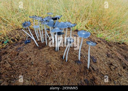 Vue rapprochée des champignons poussant sur un rhinocéros dung midden, Afrique du Sud Banque D'Images