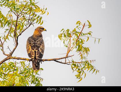 Un Buzzard assis sur une branche d'arbre Banque D'Images