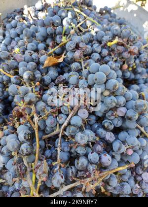 Récolter des raisins pour faire du vin. Photo de haute qualité Banque D'Images