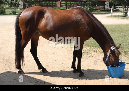 Incroyable jeune cheval de sport mangeant muesli du seau bleu au club équestre rural en été dehors Banque D'Images