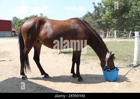 Incroyable jeune cheval de sport mangeant muesli du seau bleu au club équestre rural en été dehors Banque D'Images