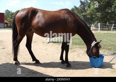 Incroyable jeune cheval de sport mangeant muesli du seau bleu au club équestre rural en été dehors Banque D'Images