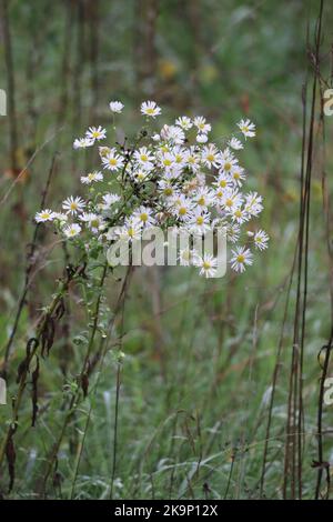 Magnifique aster givré dans une réserve naturelle Banque D'Images