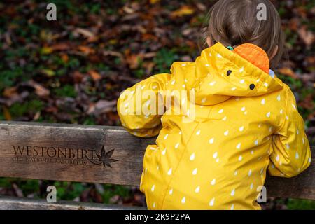 Enfants les enfants apprécient les couleurs automnales dans l'arboretum national de Westonbirt près de Tetbury à Gloucestershire, Royaume-Uni Banque D'Images