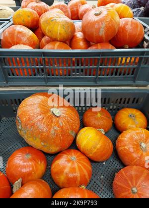 Citrouilles en boîtes dans le magasin. Préparation pour Halloween. Photo de haute qualité Banque D'Images