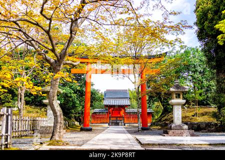 Kyoto, Japon - 11 avril 2019 : porte de torii avec feuillage d'érable japonais au parc de jardin d'Arashiyama et temple de construction de sanctuaire Banque D'Images