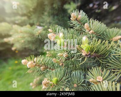 Branches d'une épinette verte avec de jeunes petits cônes, au printemps. Banque D'Images