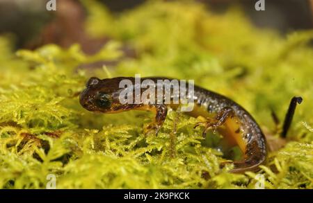 Vue rapprochée naturelle sur la rare salamandre olympique de torrent, Rhyacotriton olympicus assis sur des mousses vertes Banque D'Images