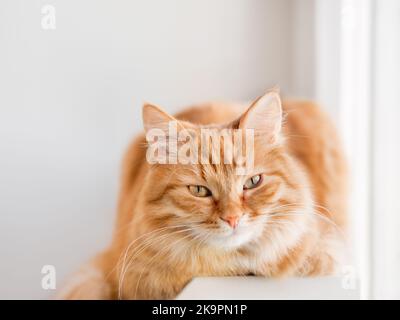 Le joli chat au gingembre est couché sur le rebord de la fenêtre. Un animal de compagnie doux a une sieste au soleil. Maison confortable. Confort et tranquillité. Banque D'Images