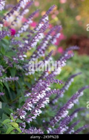 Lit de fleurs rempli de fleurs de Phyllis Fancy salvia à longues tiges colorées, violettes et blanches, photographiées en automne dans le jardin de RHS Wisley, au Royaume-Uni. Banque D'Images