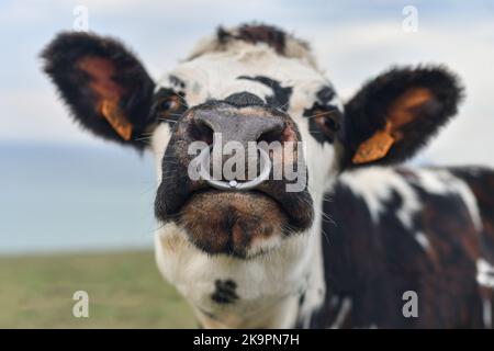 Vache tachetée au nez percé en Normandie, France Banque D'Images