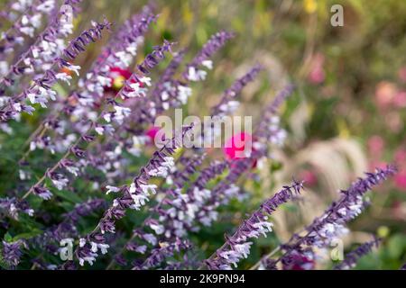 Lit de fleurs rempli de fleurs de Phyllis Fancy salvia à longues tiges colorées, violettes et blanches, photographiées en automne dans le jardin de RHS Wisley, au Royaume-Uni. Banque D'Images