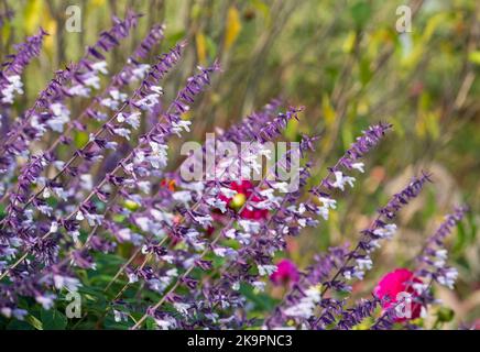 Lit de fleurs rempli de fleurs de Phyllis Fancy salvia à longues tiges colorées, violettes et blanches, photographiées en automne dans le jardin de RHS Wisley, au Royaume-Uni. Banque D'Images