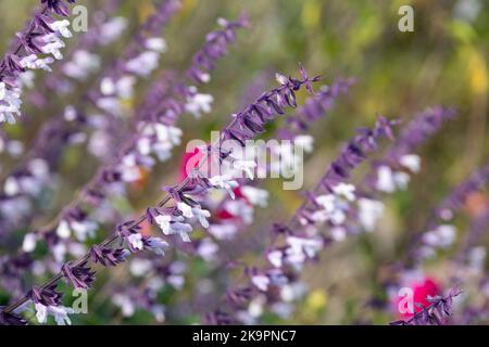 Lit de fleurs rempli de fleurs de Phyllis Fancy salvia à longues tiges colorées, violettes et blanches, photographiées en automne dans le jardin de RHS Wisley, au Royaume-Uni. Banque D'Images