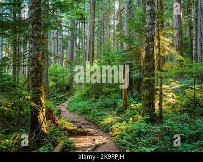 Le matin, au cœur de la route forestière. Parc national olympique, Washington. Banque D'Images