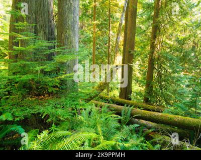 Forêt de conifères et fougères. Parc national olympique, Washington. Banque D'Images