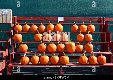 Un grand groupe de citrouilles de taille similaire sur un support d'exposition à un potiron patch. Banque D'Images