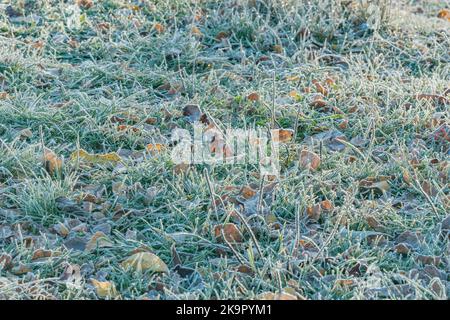 Herbe sous le gel à froid automne matin. Banque D'Images