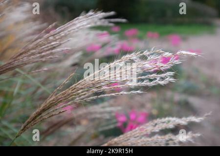 Herbe ornementale du nom de Miscanthus Sinesis Gnome, photographiée en automne dans le jardin RHS Wisley à Surrey, au Royaume-Uni. Fleurs roses en arrière-plan. Banque D'Images