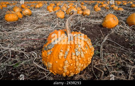 Un champ rempli de citrouilles au Canada en attente d'être cueillies pour Halloween. Banque D'Images