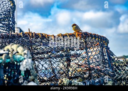 Un moineau perché sur des pots de crabe s'est accumulé sur le quai de Mudeford près de Christchurch à Dorst, au Royaume-Uni Banque D'Images