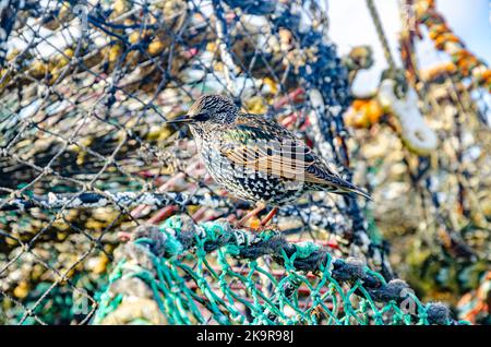 Une étoile perchée sur des pots de crabe s'est accumulée sur le quai de Mudeford près de Christchurch à Dorst, au Royaume-Uni Banque D'Images