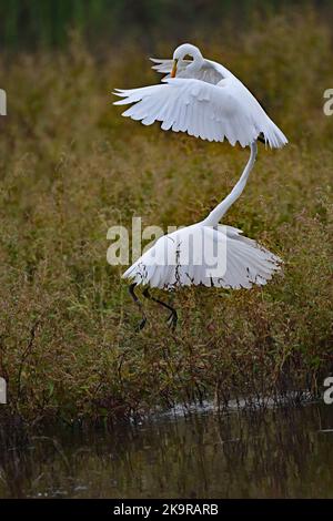 Grands Egrets - combat territorial Banque D'Images