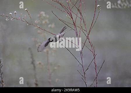 Black Phoebe en vol - Sayornis nigricans Banque D'Images