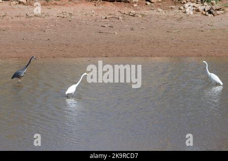 Grand Héron bleu, Ardea herodias, et deux grands Egrets, Ardea alba Banque D'Images