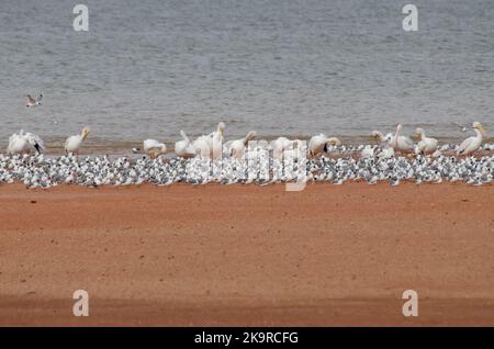 Les goélands de Franklin, Leucophaeus pipiixcan et les pélicans blancs américains, Pelecanus erythrorhynchos, se sont mélangés sur les rives du lac Banque D'Images