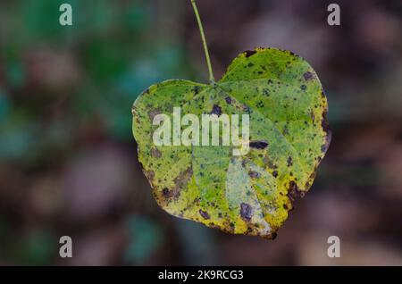Le bourgeon de l'est, Cersis canadensis, feuille à la fin de l'automne Banque D'Images
