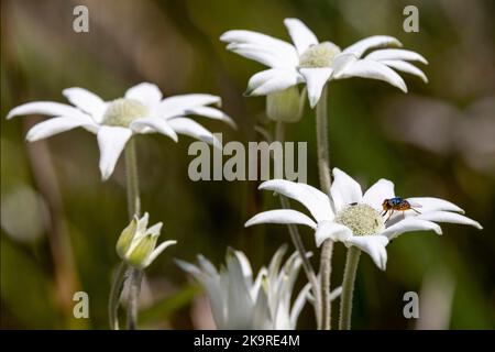 Mouche reposant sur les pétales de la fleur de flanelle australienne Banque D'Images