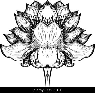 Fleur de lotus stylisée. Illustration vectorielle. Élément pour la conception Illustration de Vecteur