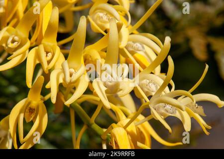 Sydney Australie, gros plan de Dendrobium speciosum à fleurs jaunes ou d'orchidée rocheuse de Sydney Banque D'Images