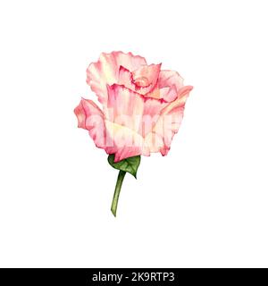 Illustration florale aquarelle à motif roses. Fleur de couleur pêche dessinée à la main avec des feuilles vertes. Pour les cartes, les cadeaux, les emballages, les couronnes, les invitations de mariage Banque D'Images