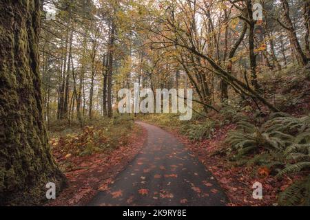 Chemin à travers la magnifique scène enchantée de forêt d'automne dans la gorge du fleuve Columbia, Oregon, Pacifique Nord-Ouest des États-Unis Banque D'Images