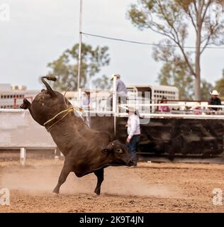 Un taureau de renard a délogé son cowboy lors d'un rodéo australien Banque D'Images