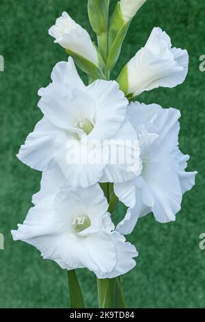 Gladiolus 'White Prosperity', Sword Lily Banque D'Images