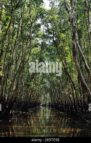 Forêt de mangroves à Chau Doc, Vietnam Banque D'Images
