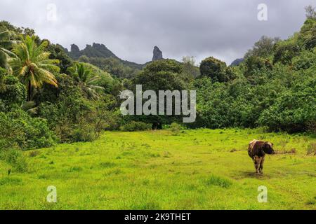 Une vache attachée dans un champ à l'intérieur de Rarotonga, îles Cook. En arrière-plan se trouve l'aiguille, une formation rocheuse distinctive Banque D'Images