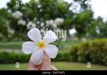 Magnifique frangipani blanc frais avec fond de jardin vert à portée de main au Hyatt Regency Danang Resorts Banque D'Images