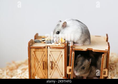 Un hamster blanc est installé sur une maison en bois. Un petit hamster ronge la nourriture. Le rongeur est assis à l'intérieur de la maison. La vie des animaux de compagnie. Banque D'Images