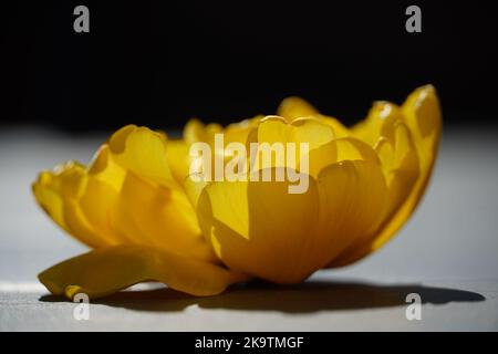 Une tulipe de pivoine jaune en fleur Banque D'Images