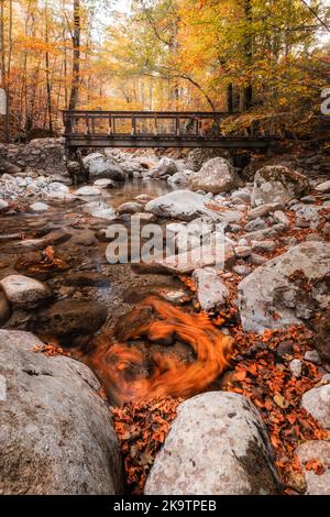 Un tourbillon de feuilles automnales dorées prises dans une piscine tandis qu'une rivière passe sous un pont en bois dans la forêt de Vizzavona en Corse Banque D'Images