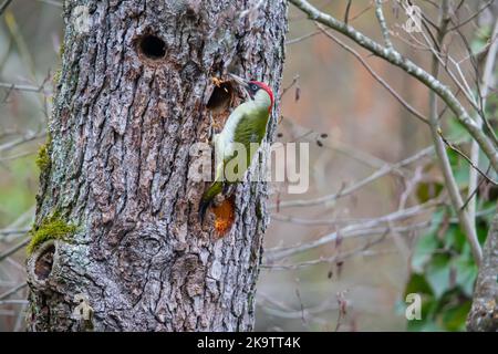 Pic à bois vert européen (Picus viridis) mâle, cavité de nid de bâtiment, Allemagne Banque D'Images