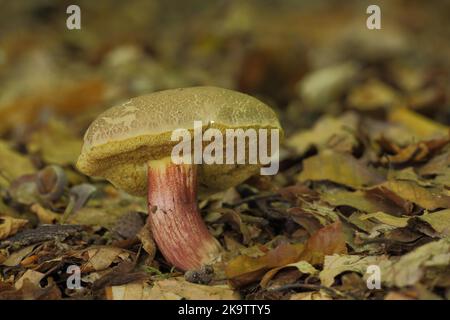 Boletus à pattes rouges, boletus à pattes rouges, boletus en feutre, boletus en feutre, Xerocomus, Boletus, Boletaceae, boletes craquage rouge bolete (Xerocomus Banque D'Images