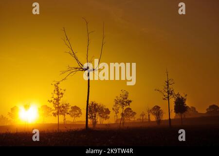 Petit arbre dans une atmosphère orange Banque D'Images